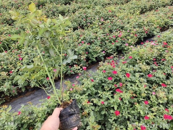 红帽子月季(图4)