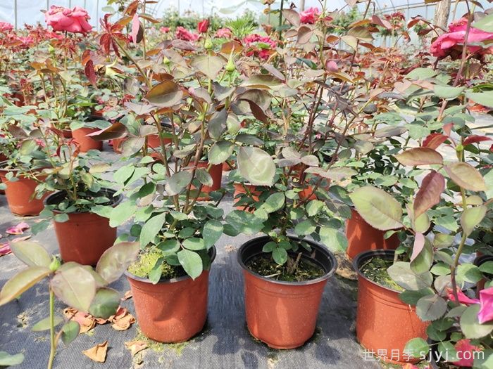 双色盆月季苗(图1)