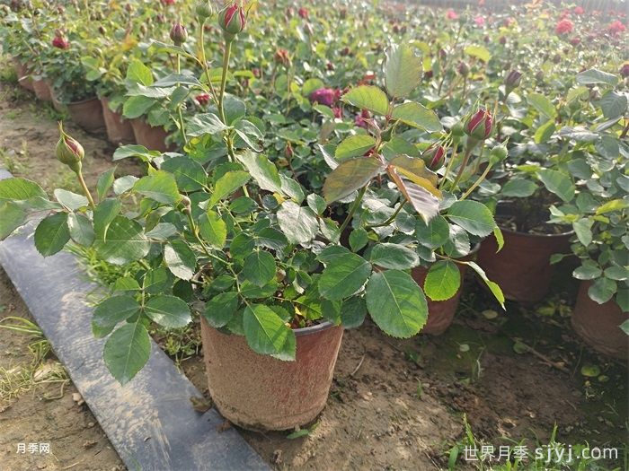 双色盆月季苗(图4)