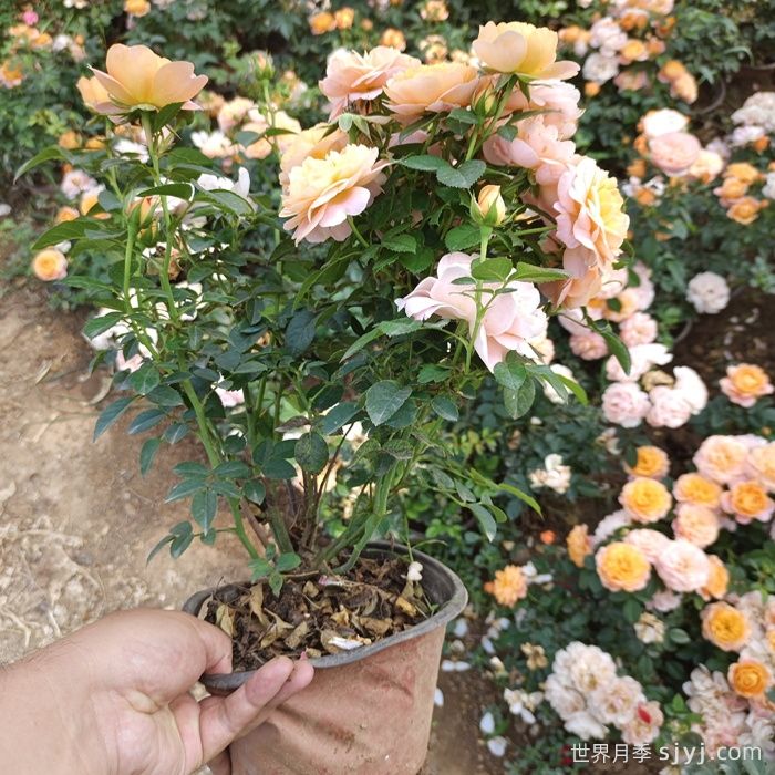 双色盆月季苗(图5)