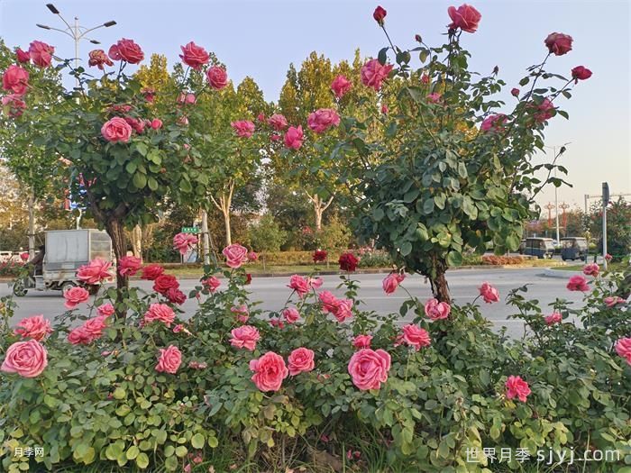 树状月季和丰花月季打造行道景观(图2)