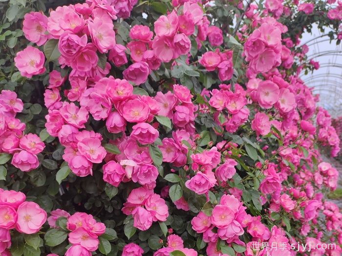 长春月季花海，儿童公园浪漫打卡地(图1)