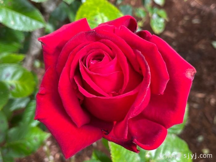 英格丽褒曼月季Ingrid Bergman(图2)