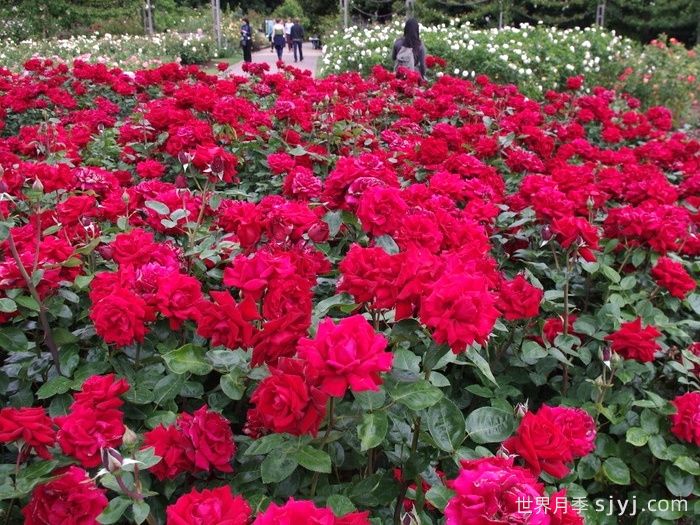 英格丽褒曼月季Ingrid Bergman(图4)