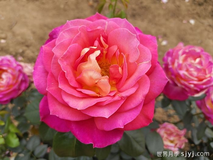 北极风神月季(图1)