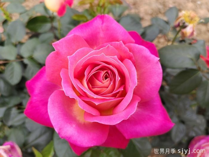 北极风神月季(图3)