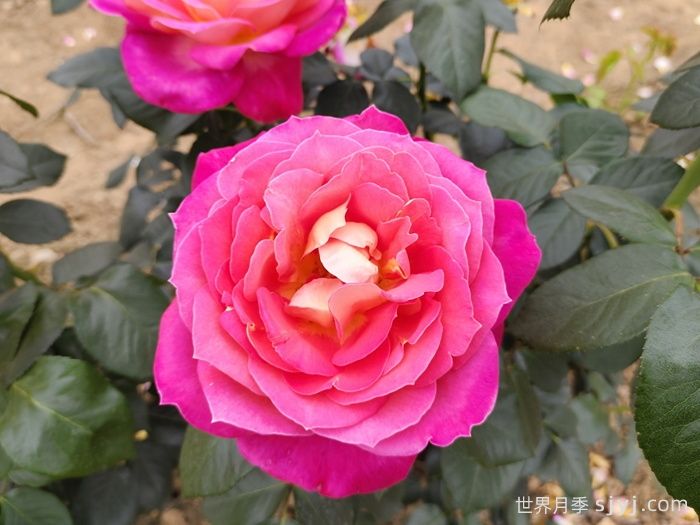 北极风神月季(图4)