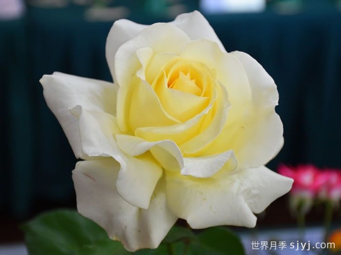 伊琳娜月季/埃琳娜/漂多斯月季Elina(图4)