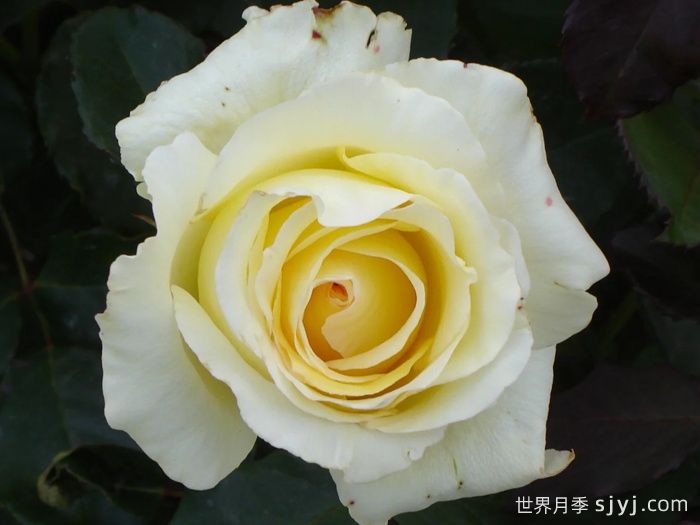 伊琳娜月季/埃琳娜/漂多斯月季Elina(图5)