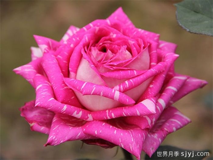 超世纪月季Tata Centenary(图1)