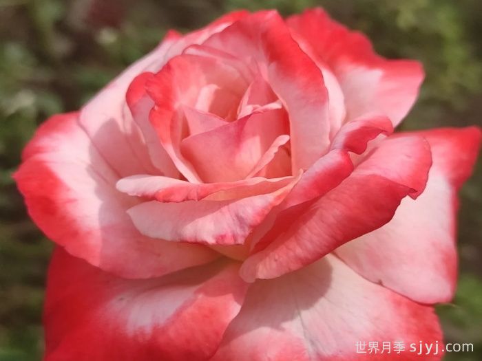 丹顶月季Tan Cho(图1)