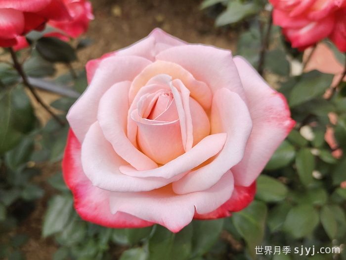 丹顶月季Tan Cho(图3)