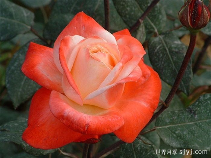 丹顶月季Tan Cho(图5)