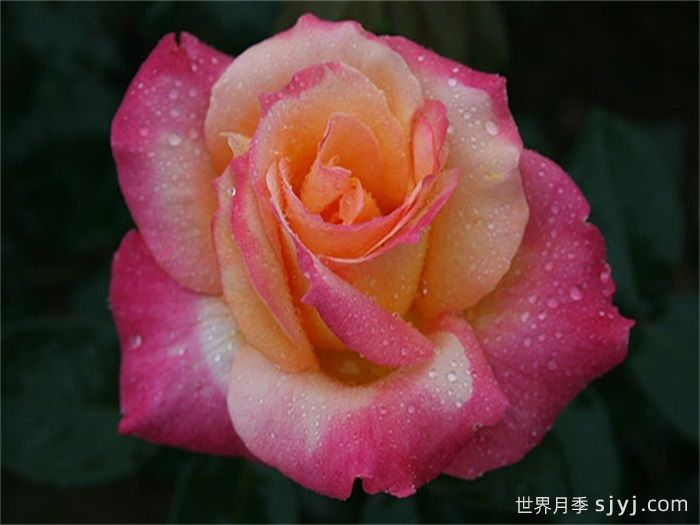 百老汇月季Broadway(图2)