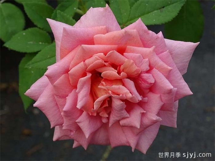 我的选择月季My Choice(图2)