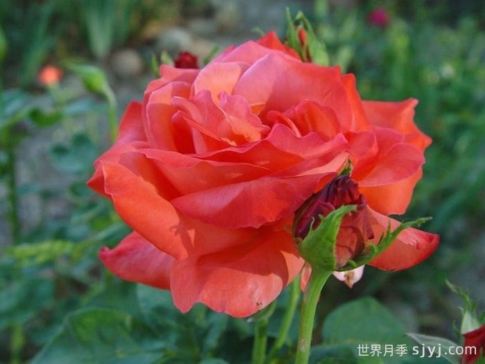 赞歌月季Sanka(图3)