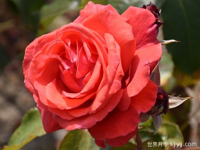 香云月季Fragrant Cloud(图2)