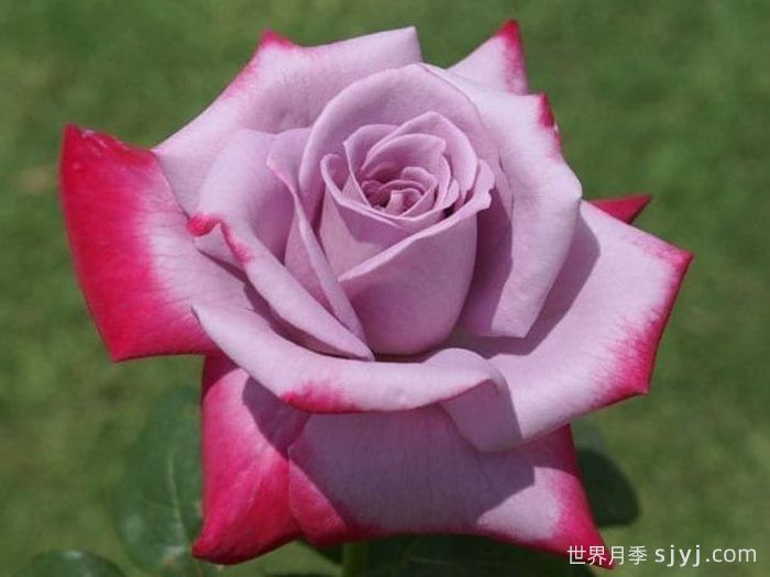 天堂月季/燃烧的天空Paradise(图3)