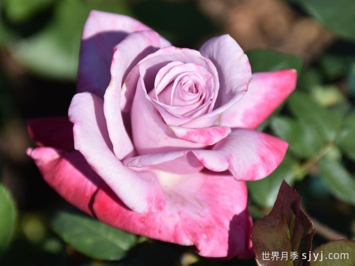 天堂月季/燃烧的天空Paradise(图4)