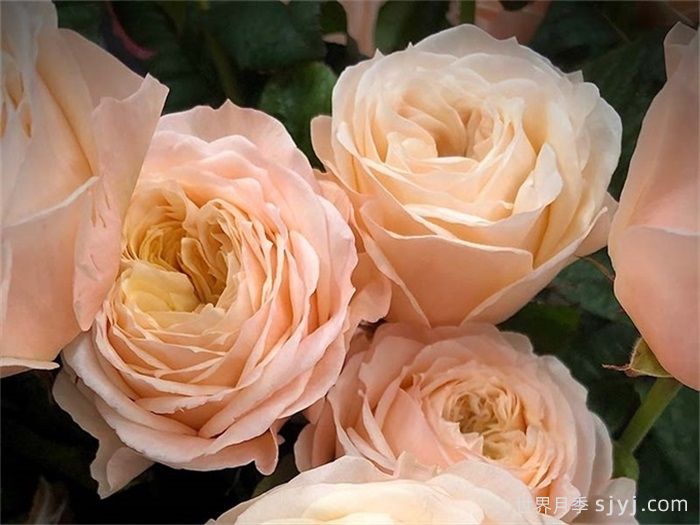 天堂海滩月季/沙滩乐园Paradise Beach(图1)