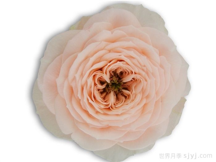 天堂海滩月季/沙滩乐园Paradise Beach(图2)