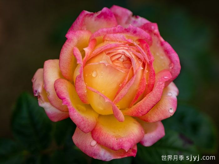 朝云月季/东方黎明月季Asagumo(图3)