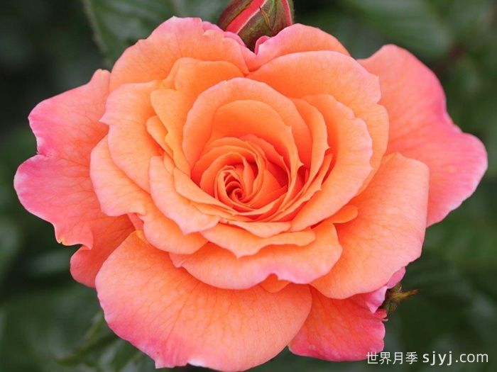 天堂的味道月季/天堂香气月季Scent From Heaven(图1)