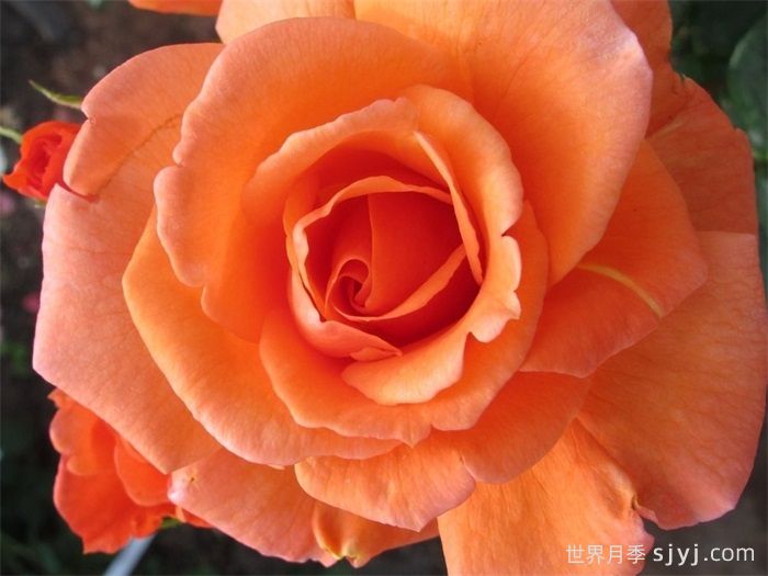 天堂的味道月季/天堂香气月季Scent From Heaven(图4)