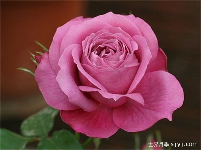 蓝和平月季Blue Peace(图1)