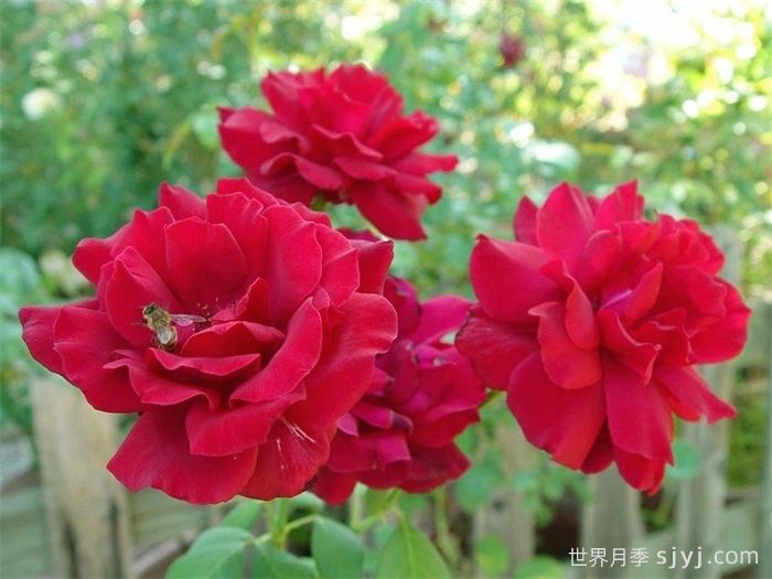 红和平月季Karl Herbst(图2)