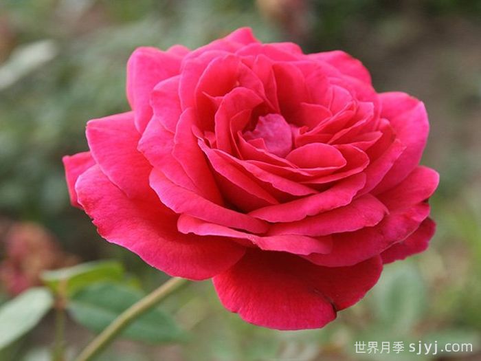 红和平月季Karl Herbst(图3)