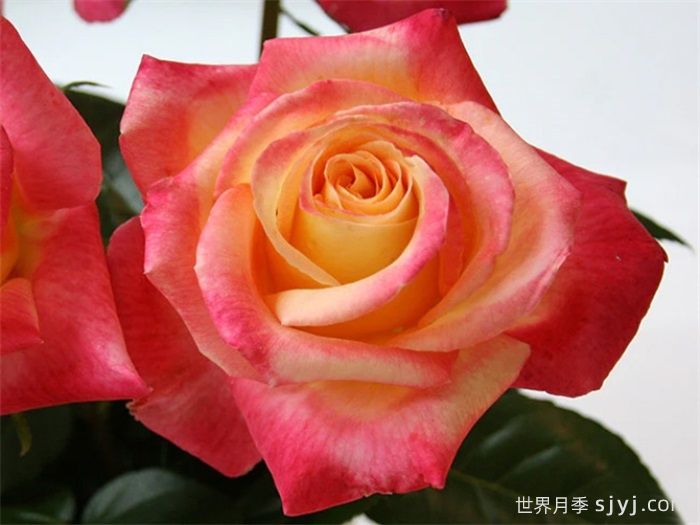 爱与和平月季Love Peace(图2)