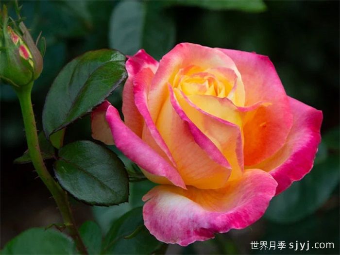 爱与和平月季Love Peace(图3)