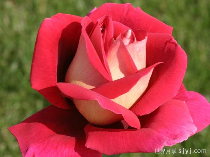 火和平月季/古龙月季(图2)