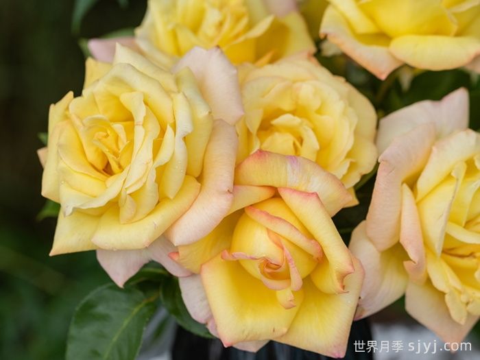 和平月季/黄和平月季Yellow Peace(图3)