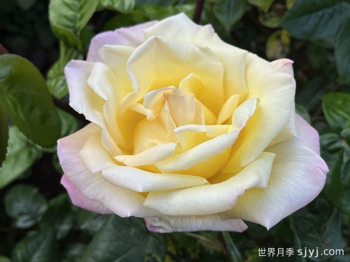 和平月季/黄和平月季Yellow Peace(图4)