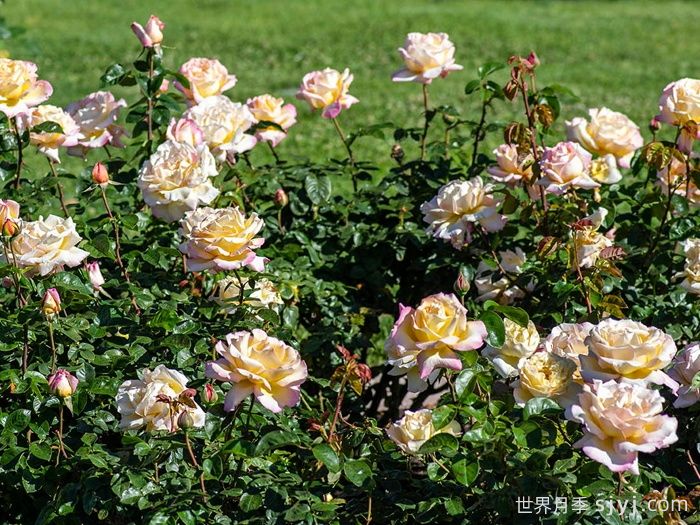 和平月季/黄和平月季Yellow Peace(图5)