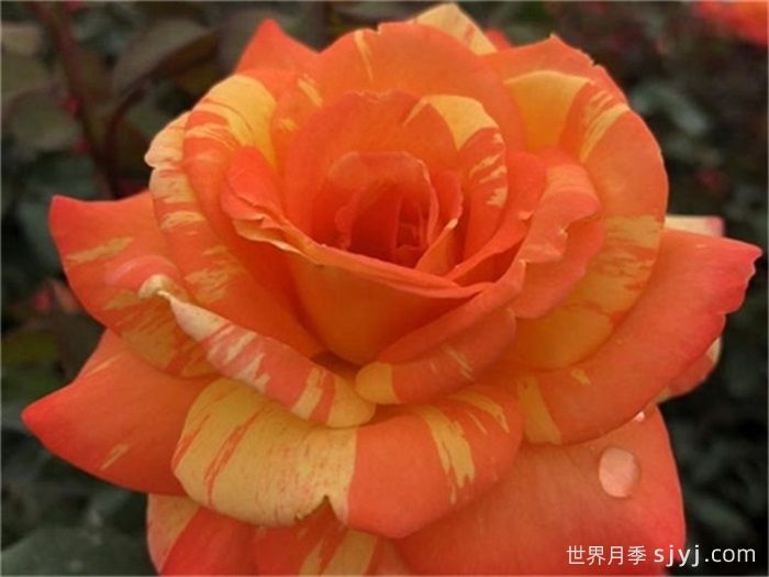 热带晚霞月季/热带落日Tropical Sunset(图2)