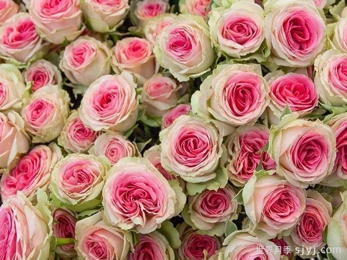 培育微型月季小伊甸园的方法技巧(图2)