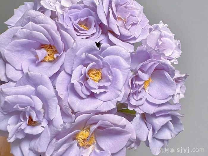 转蓝月季Turn Blue(图2)