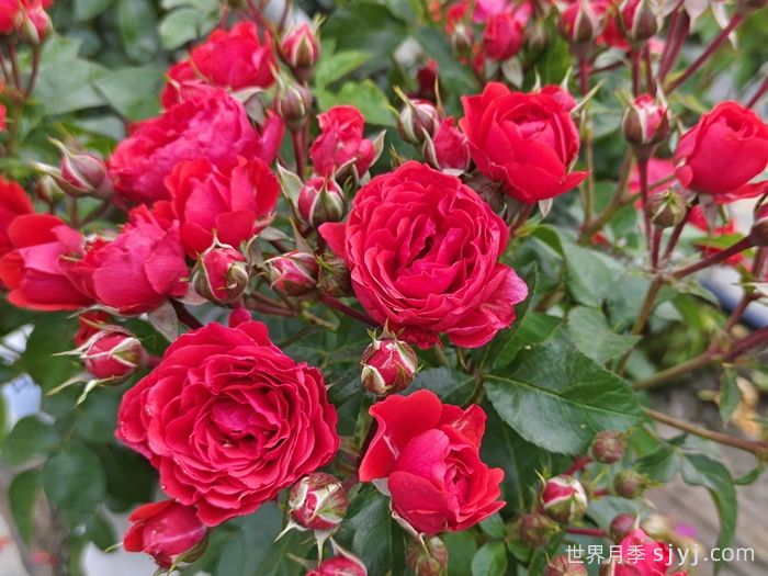 奇卡门廊月季/奇卡花环月季Chica Veranda(图4)