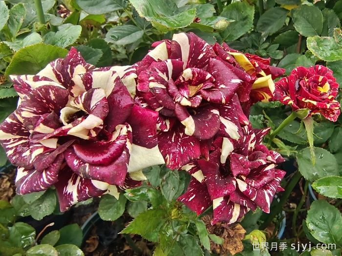 流星雨月季/梦话Abracadabra(图4)