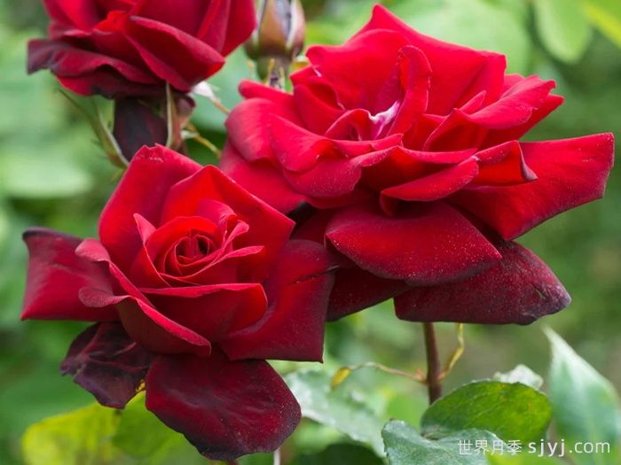 黑美人月季Black Beauty(大花)(图2)