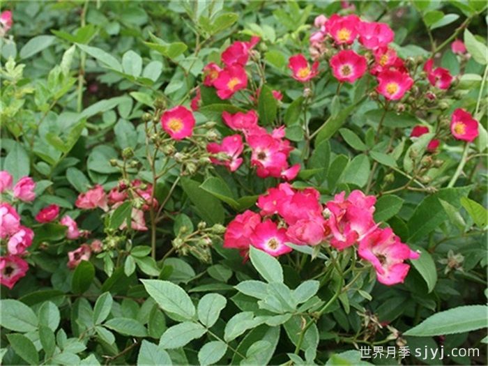 玫瑰地毯月季(图2)