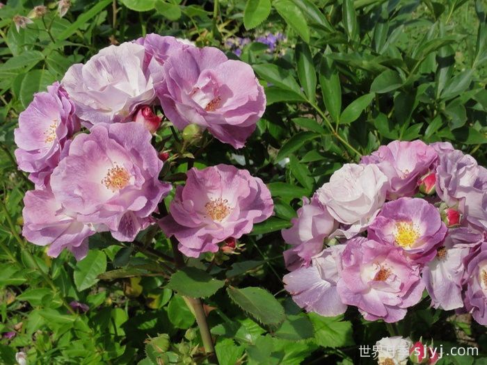 蓝色梦想月季/蓝梦月季Blue For You(图4)