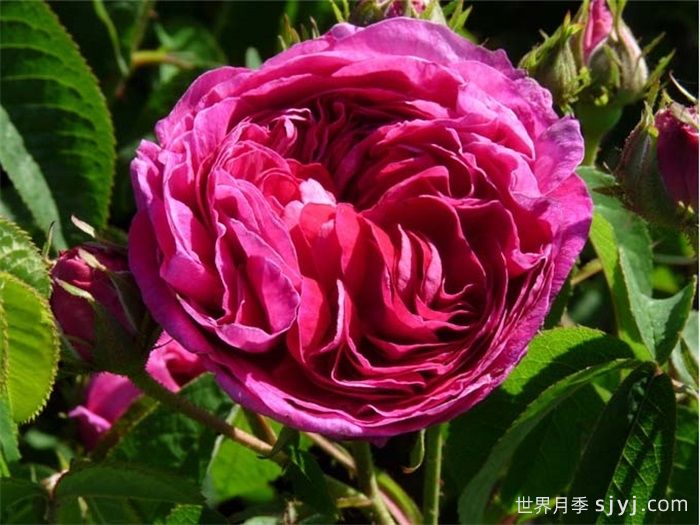 查尔斯磨坊月季/查尔斯米尔斯月季Charles de Mills(图1)