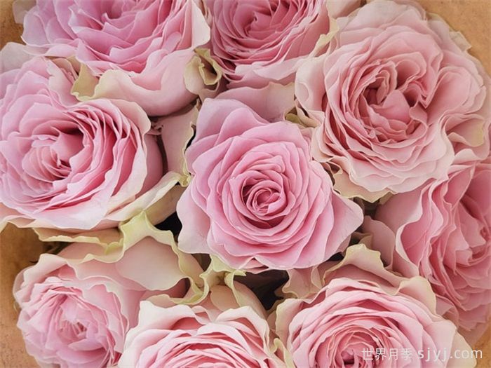 乡村牡丹月季/乡村精神牡丹Country Spirit Peonia(图3)