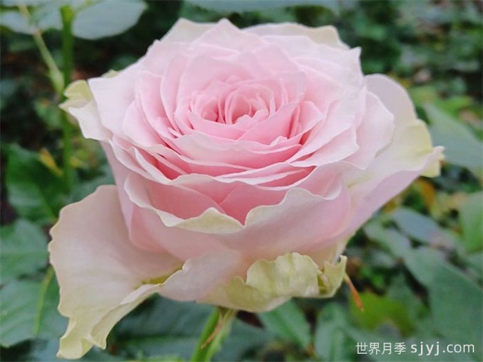 乡村牡丹月季/乡村精神牡丹Country Spirit Peonia(图2)