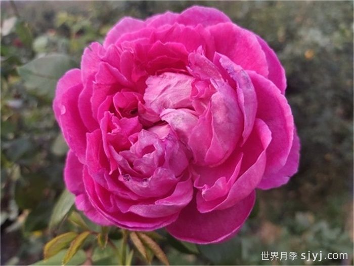 牡丹月季/保罗内龙月季/西枝牡丹Paul Neyron(图5)