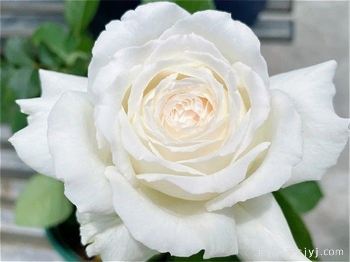 保罗三世月季Pope John Paul Ⅲ(图4)